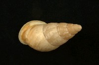 藏品(美嬌蝸牛)的圖片